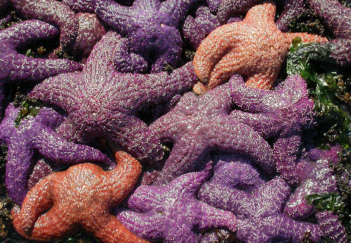pisaster-ochraceus