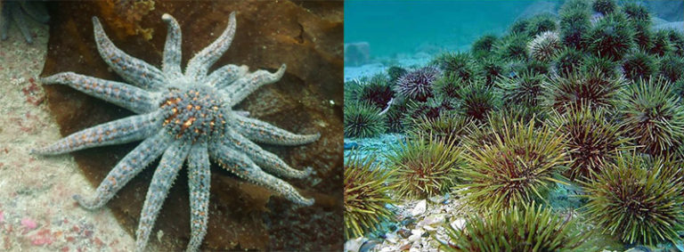 pycnopodia-helianthoides-and-strongylocentrotus-droebachiensis