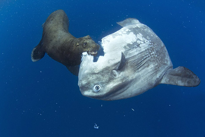 mola