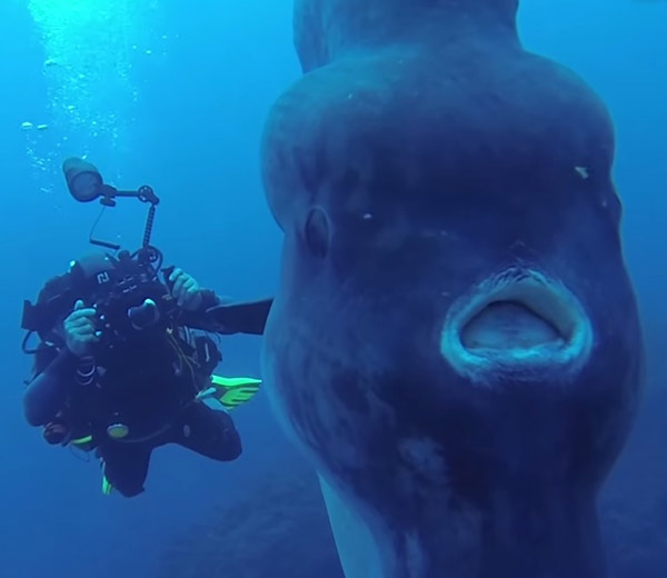 mola1