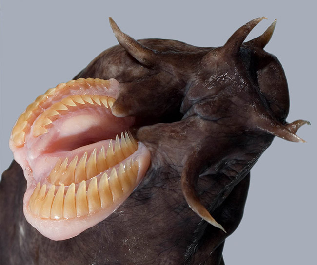 Eptatretus cirrhatus