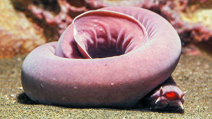 Eptatretus stoutii
