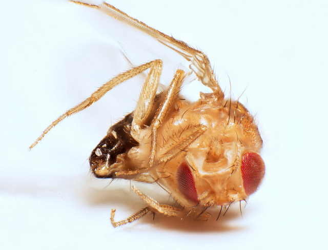 Drosophila by Alex Vrany
