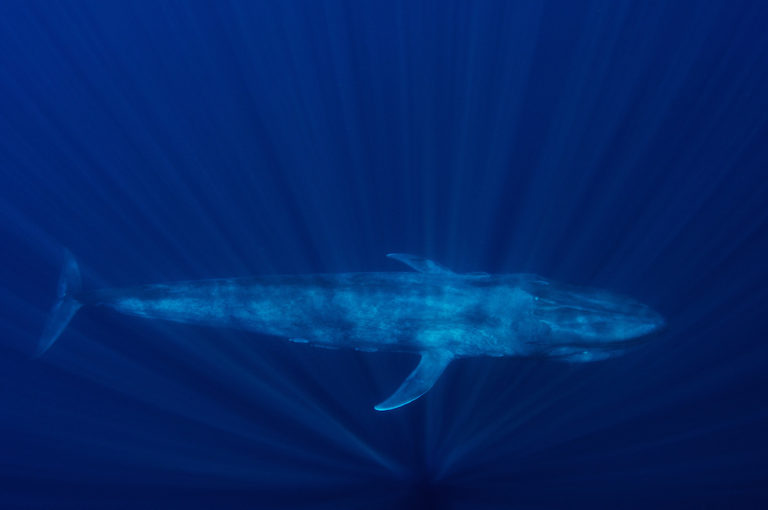 2012-srilanka-whale073