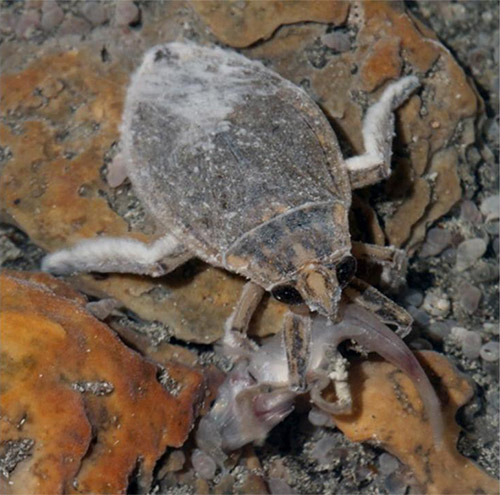 Bellostoma eating Poecilia