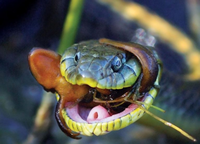 Thamnophis atratus eats Taricha granulosa
