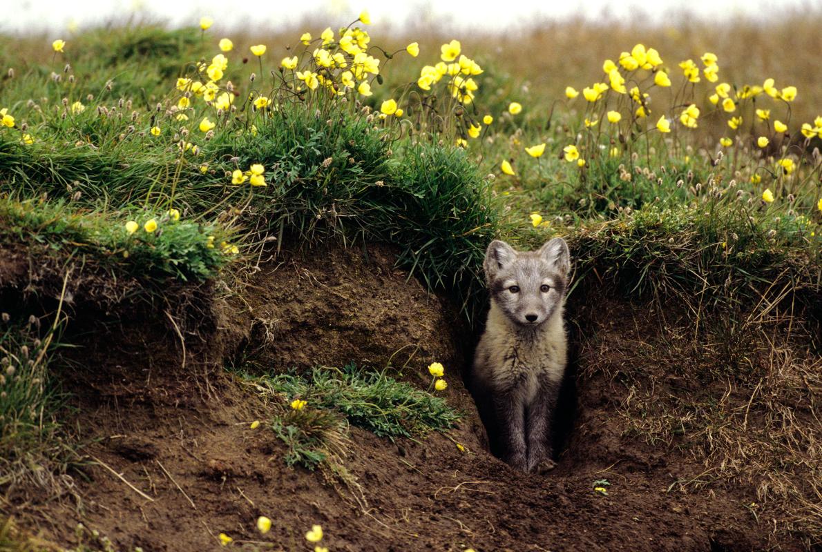 arctic fox