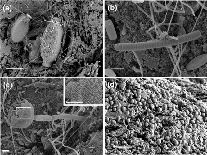 plastisphere microbes