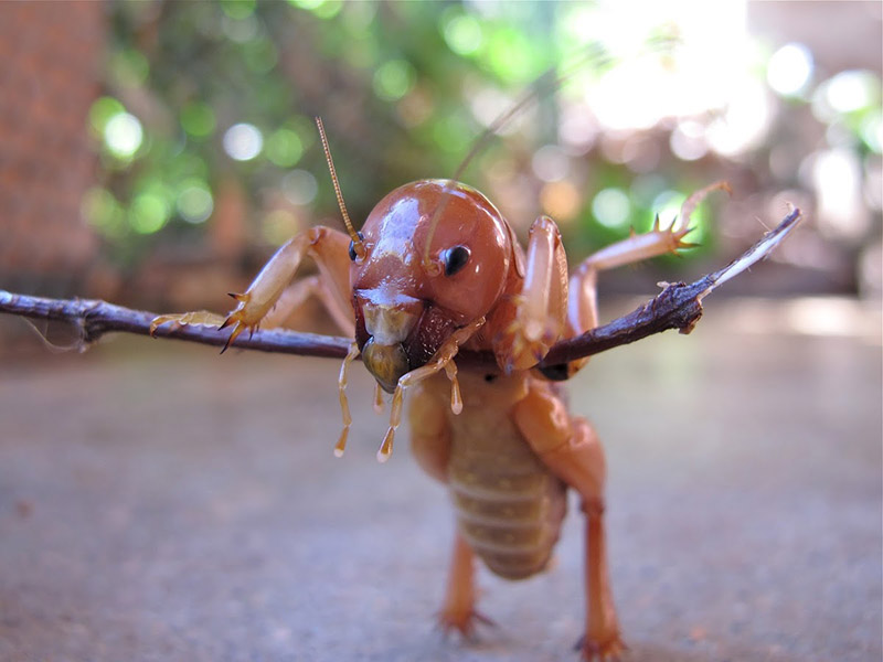 Stenopelmatus