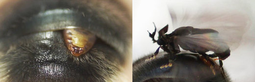 Stylops ovinae