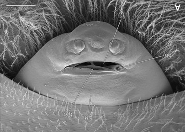 Stylops ovinae cephalothorax