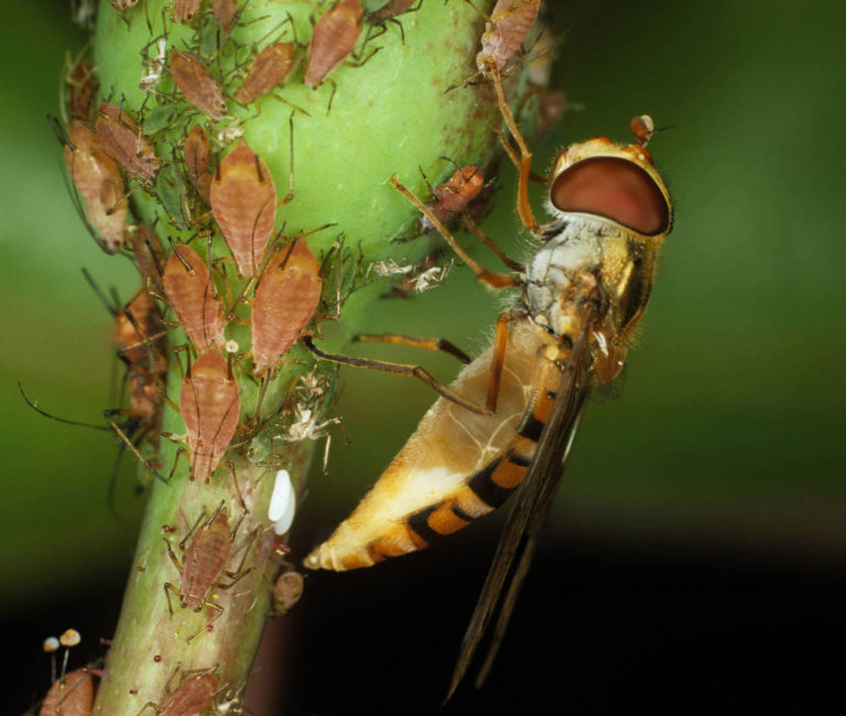 hoverfly eating aphids