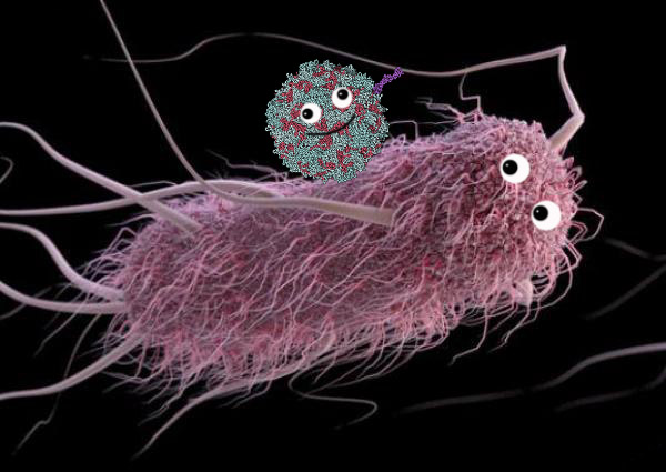 poliovirus rides ecoli