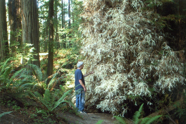 albino-redwood