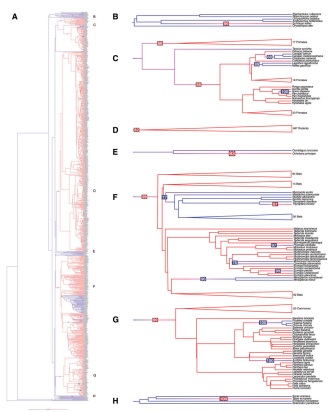 evolution-of-bacula-in-mammal