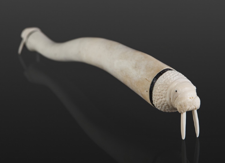 baculum-walrus