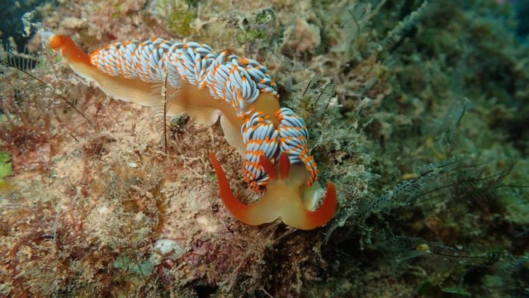 Moridilla fifo