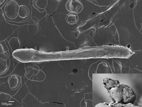 pika-baculum