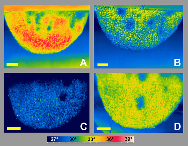 apis-dorsata-nests-with-cool-regions