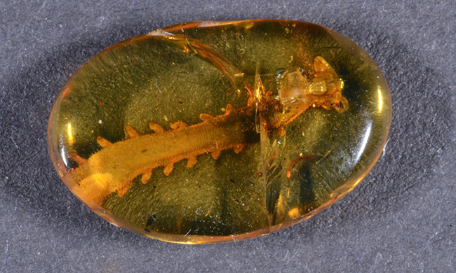 cretoperipatus-burmiticus