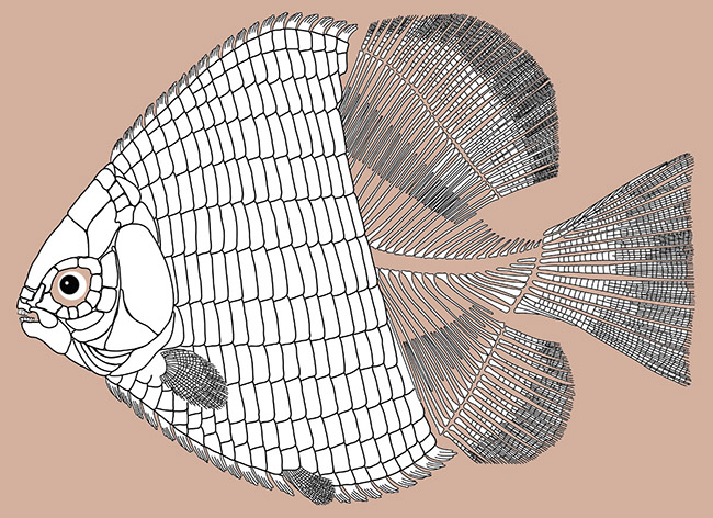 hemicalypterus-weiri