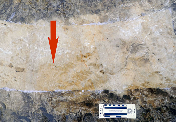 jurassic-crinoid-trail-portugal