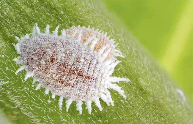 planococcus-citri