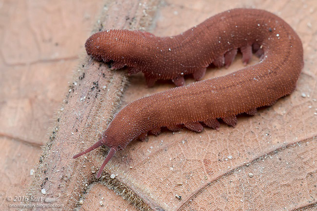 typhloperipatus