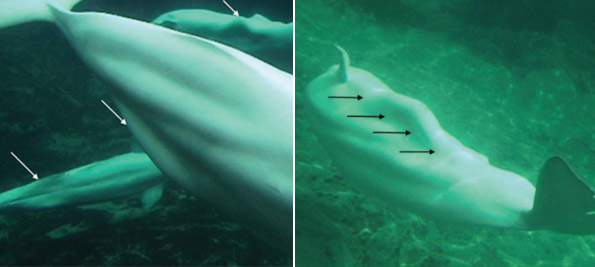 beluga-love-handles