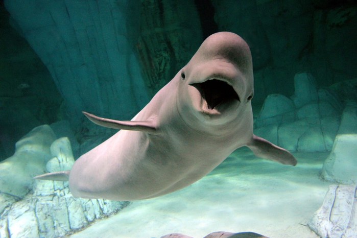 beluga