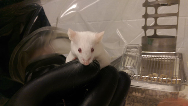 gnotobiotic-mouse