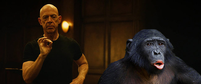 not-quite-my-tempo-bonobo