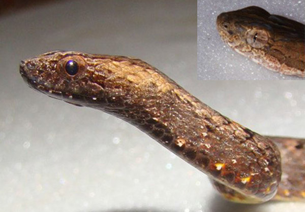 snake-pupil-mimicry