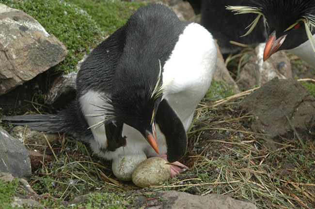 eudyptes-chrysocome-eggs-dimorphism