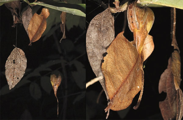 poltys-leaf-mimicry