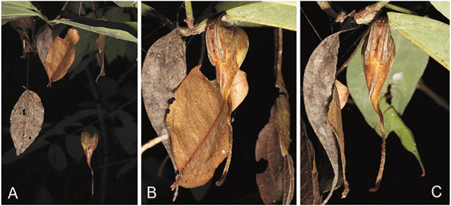 poltys-leaf-mimicry