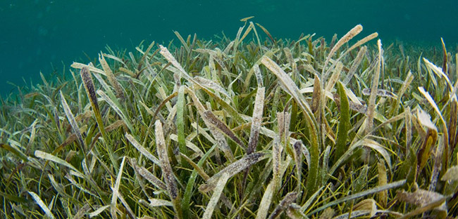 thalassia-testudinum
