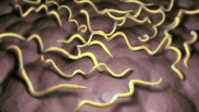 borrelia-burgdorferi