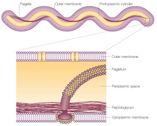 borrelia-flagella