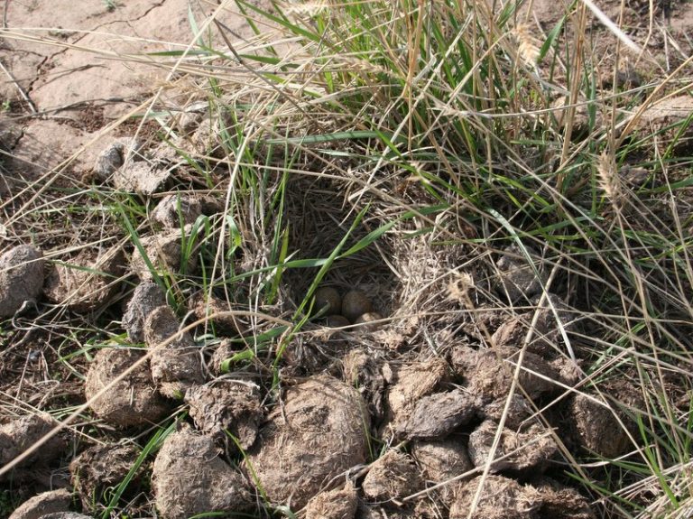 melanocorypha-yeltoniensis-nest