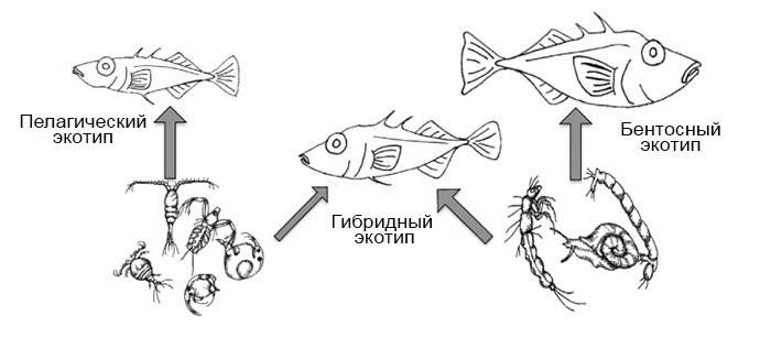stickleback-ecotypes