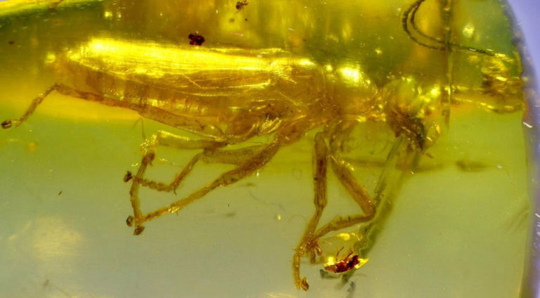 Alienopterus brachyelytrus