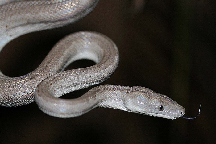 Chilabothrus argentum
