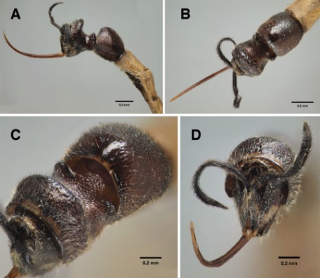 Clistopyga caramba1