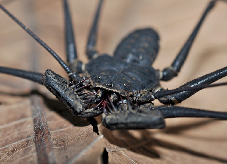 Paraphrynus laevifrons
