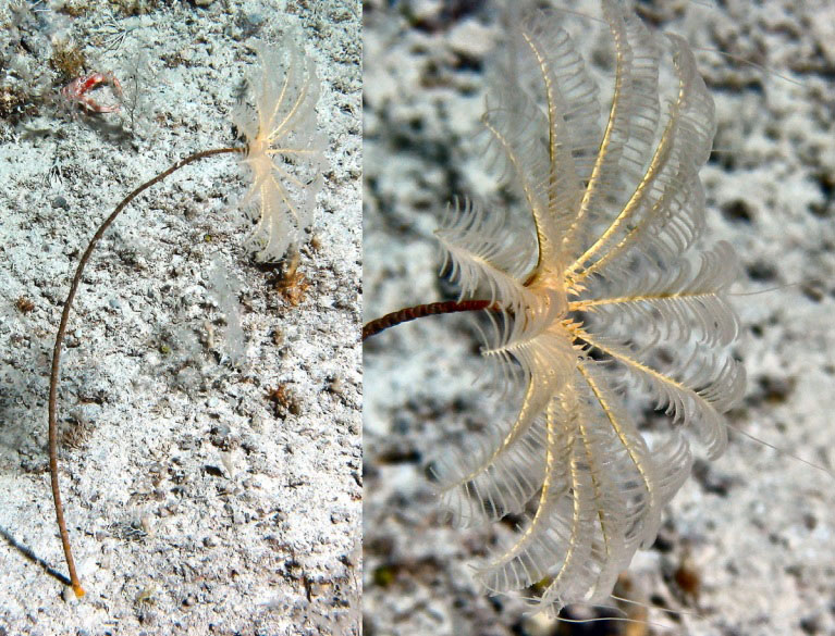 Porphyrocrinus daniellalevyae