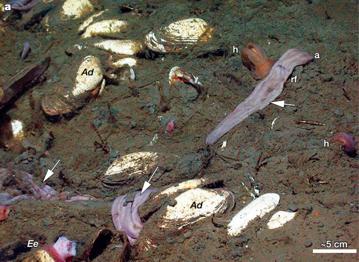 Xenoturbella monstrosa