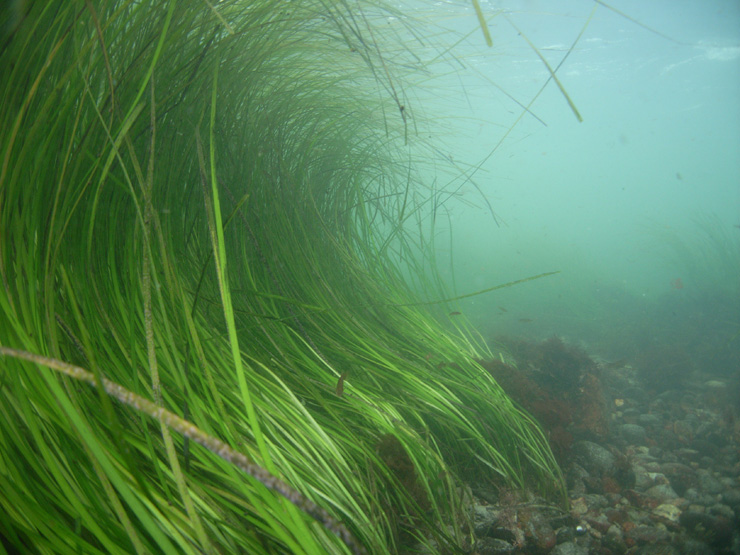 Zostera marina