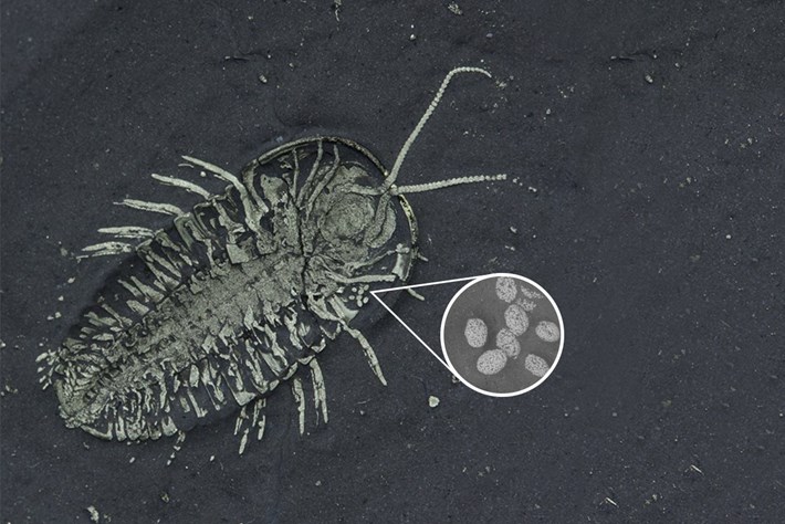 trilobite-eggs