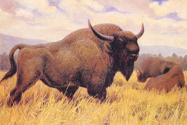 Bison priscus